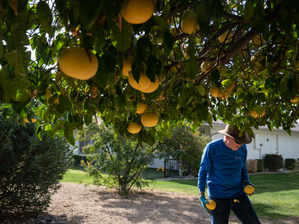 Arcadia Phoenix Grapefruit Tree