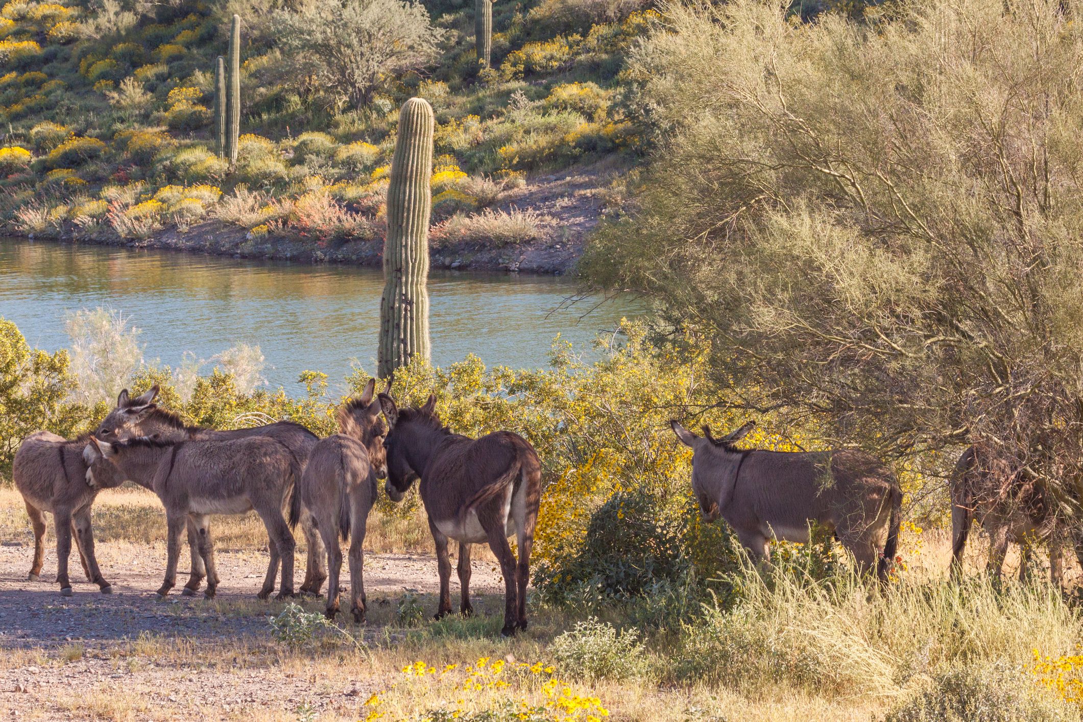 Lake Pleasant wild burros
